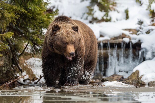 Perto de um grande urso marrom selvagem perto de um lago na floresta