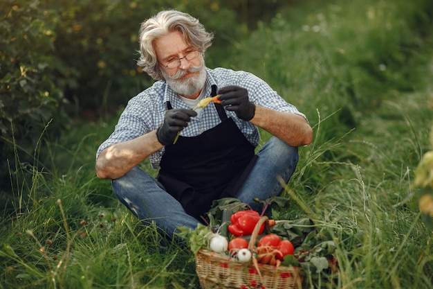 Perto do velho fazendeiro segurando uma cesta de legumes. O homem está parado no jardim. Sênior em um avental preto.