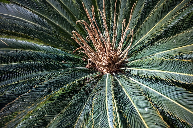 Perto dos ramos verdes de uma palmeira egípcia no jardim.