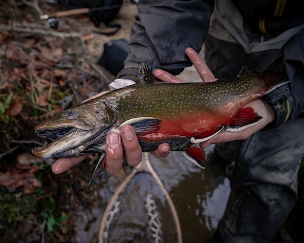 Foto grátis pesca com mosca, captura e liberação de grandes trutas de ribeiro