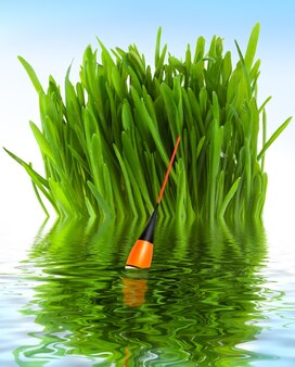 Pesca flutuando na água contra o fundo da grama verde
