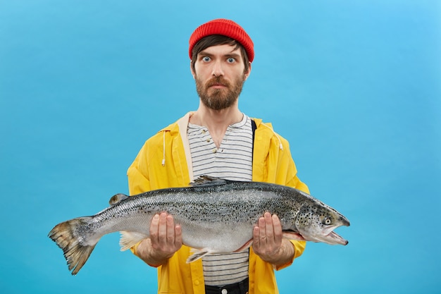 Pescador surpreso sério com olhos azuis e barba usando chapéu vermelho e jaqueta amarela segurando peixes enormes nas mãos, demonstrando sua captura isolada na parede azul. conceito de pesca