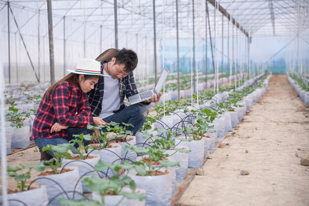 Pesquisador agrícola com o tablet lentamente inspeciona plantas.