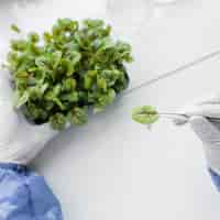 Foto grátis pesquisador analisando planta no laboratório de biotecnologia