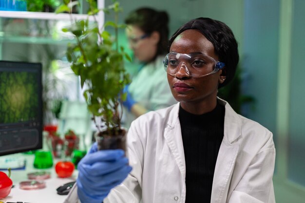 Pesquisador bioquímico afro-americano segurando mudas geneticamente modificadas, analisando plantas verdes OGM durante experimento de microbiologia. Cientista químico trabalhando em laboratório de bioquímica hospitalar