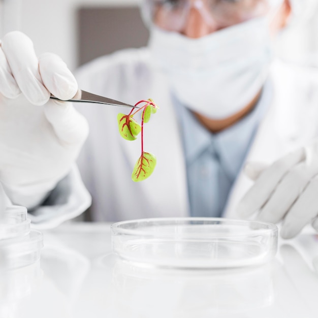 Pesquisador do laboratório de biotecnologia com planta e placa de Petri