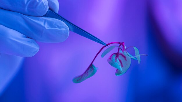 Pesquisador no laboratório de biotecnologia com planta