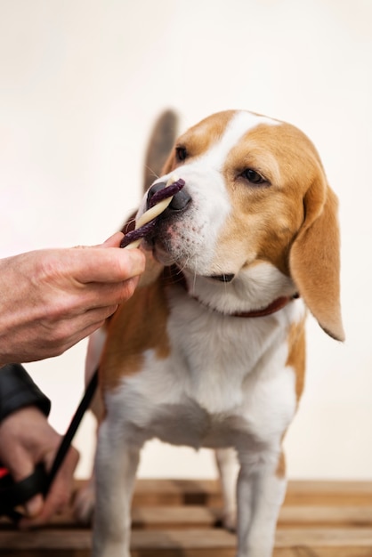 Pessoa idosa com seu cachorro de estimação