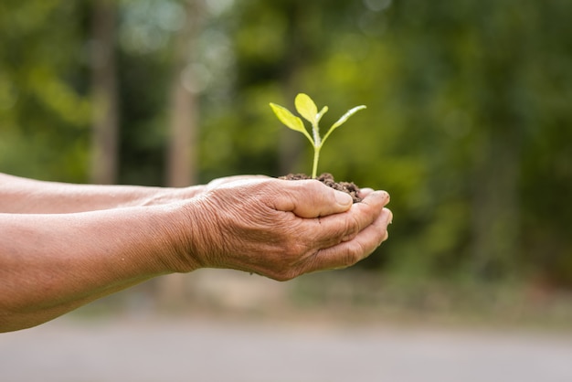 Pessoa idosa que guarda a planta