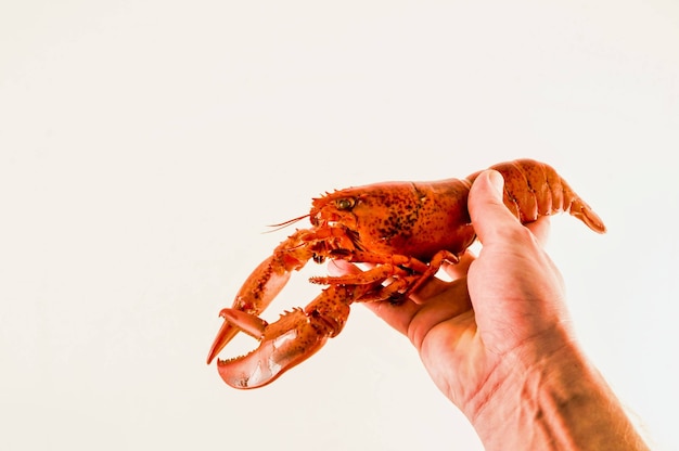 Pessoa segurando um lagostim na mão