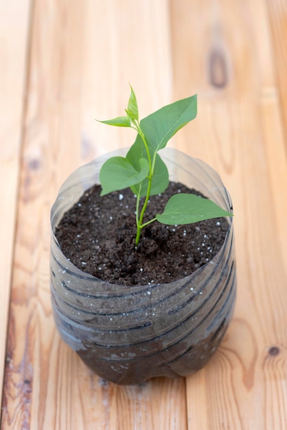 Pessoa segurando uma planta em um vaso de plástico