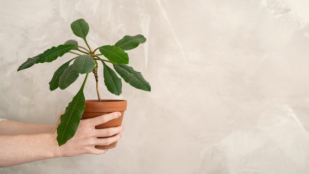 Pessoa transplantando plantas em novos vasos