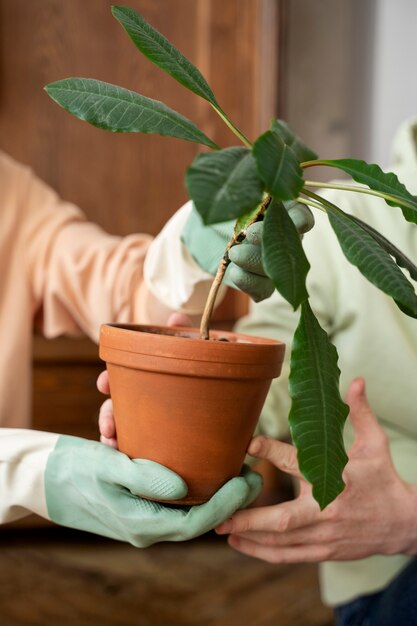 Pessoas transplantando plantas em novos vasos