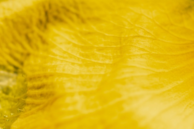 Foto grátis pétala amarela brilhante close-up extremo