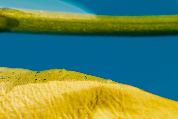 Foto grátis pétala de close-up extremo e haste na água
