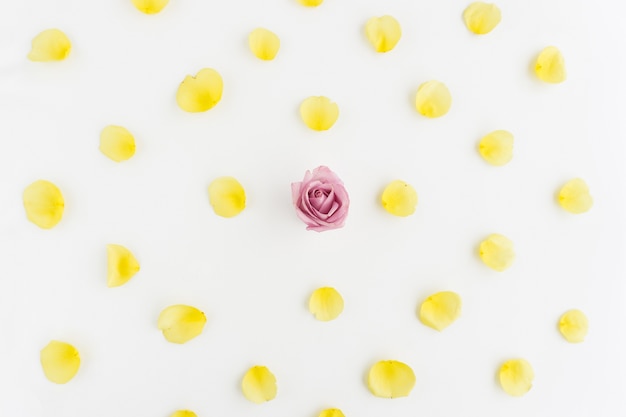 Pétalas amarelas e flor cor de rosa sobre fundo branco