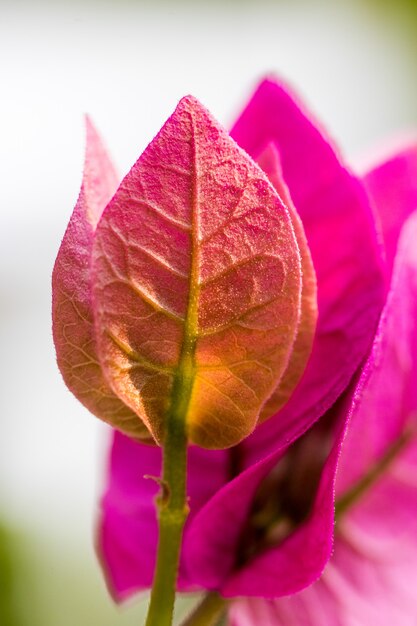 Pétalas de flores de perto