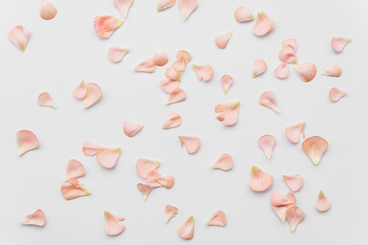 Foto grátis pétalas de flores frescas-de-rosa