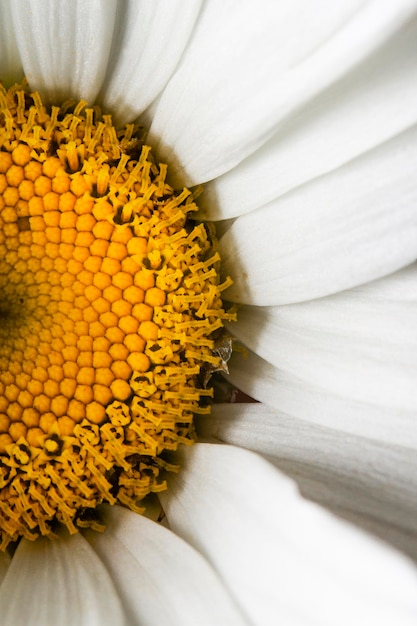 Foto grátis pétalas de margarida em close-up