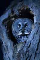 Foto grátis photorealistic view of owl bird at night