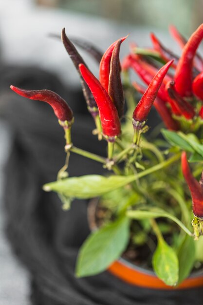 Pimenta vermelha quente em vaso planta