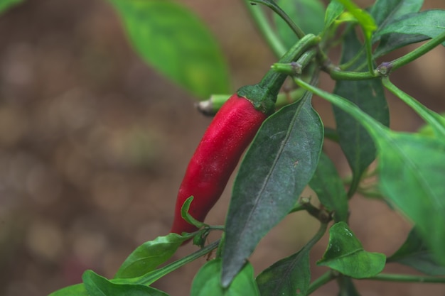 Pimentão vermelho