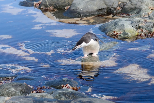 Pinguim-barbudo na praia da antártica com reflexo