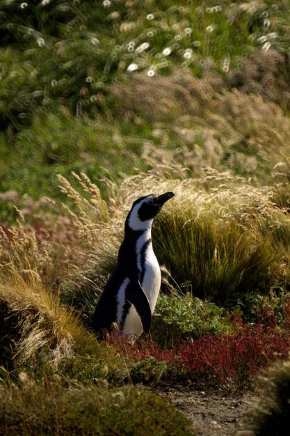 pinguim bonitinho em Punta Arenas, Chile. Patagônia