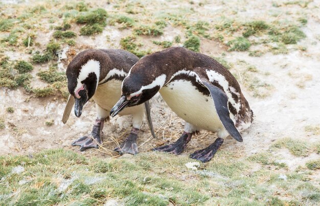 Foto grátis pinguim