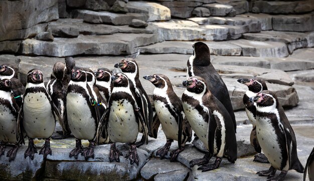 Pinguins tropicais na praia perto dos pinguins da piscina no zoológico