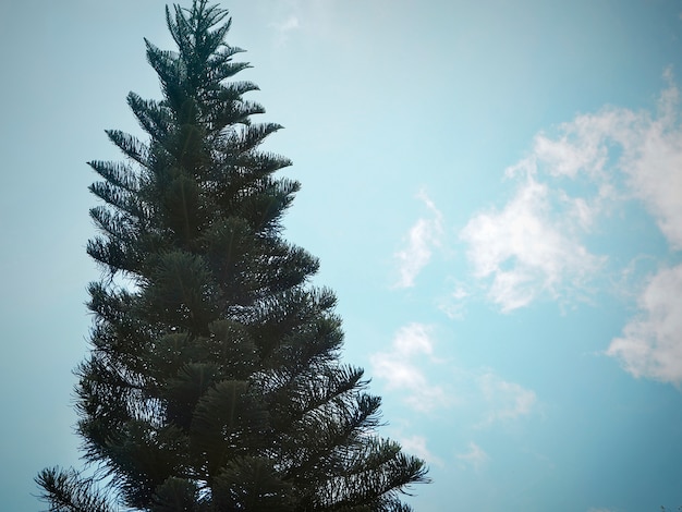 Foto grátis pinheiro com fundo de céu azul