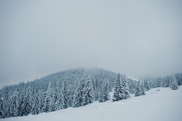 Pinheiros cobertos de neve na montanha Chomiak Belas paisagens de inverno das montanhas dos Cárpatos Ucrânia Majestosa geada natureza