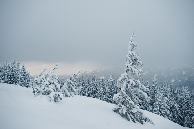 Pinheiros cobertos de neve na montanha Chomiak Lindas paisagens de inverno das montanhas dos Cárpatos Ucrânia Majestosa geada natureza