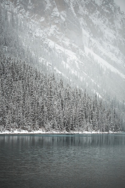 Foto grátis pinheiros cobertos de neve