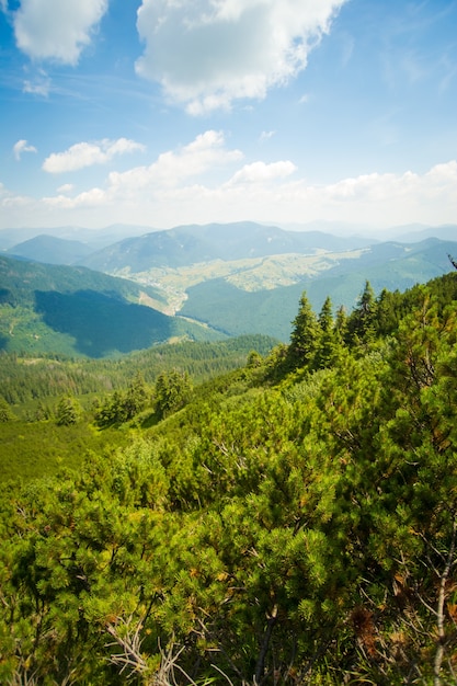 Pinheiros lindos nas montanhas