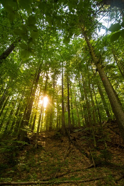 Pinheiros verdes bonitos em montanhas Carpathian em Ucrânia.