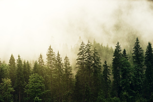 Pinheiros verdes cobertos de névoa