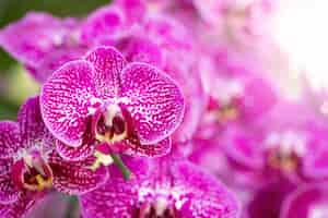 Foto grátis pink phalaenopsis orchid flower