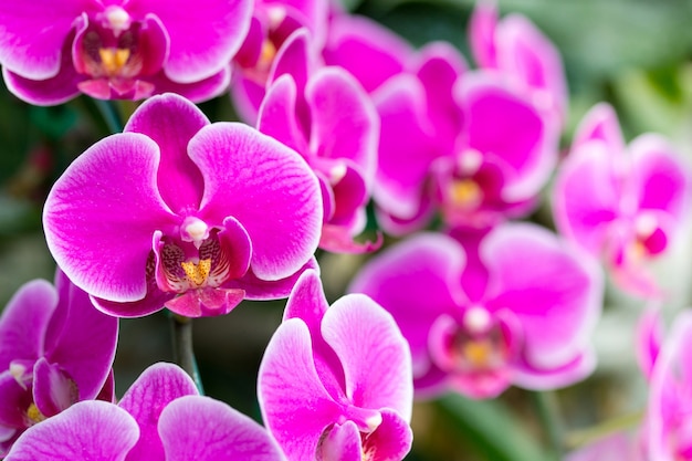 Pink phalaenopsis orchid flower