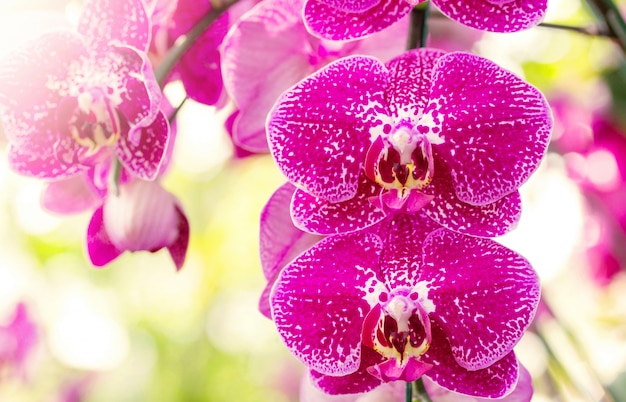 Pink phalaenopsis orchid flower