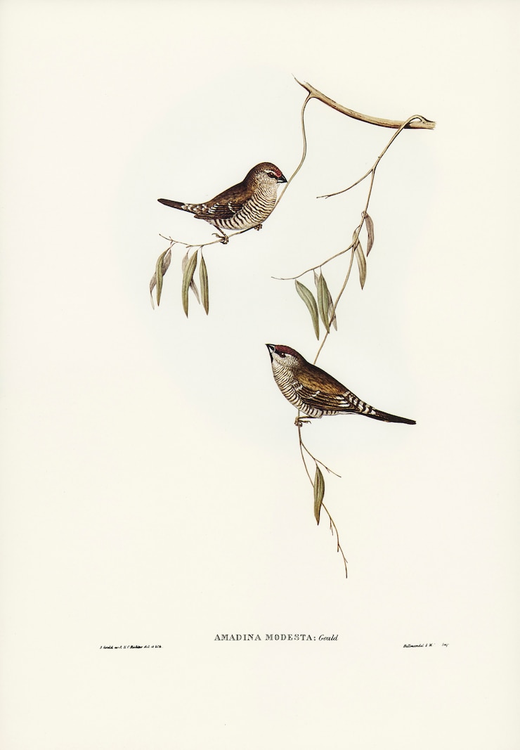 Foto grátis pintassilgo de cor lisa (amadina modesta) ilustrado por elizabeth gould