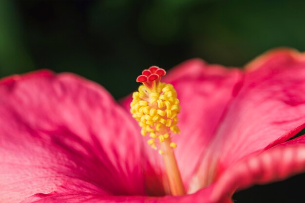 Pistilo de flor rosa maravilhosa