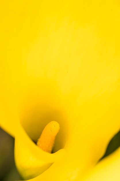 Pistilo de linda flor amarela exótica