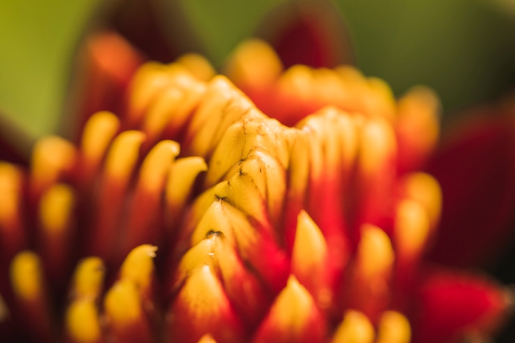 Foto grátis pistilos de flor fresca vermelha