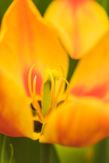 Foto grátis pistilos de linda flor amarela fresca