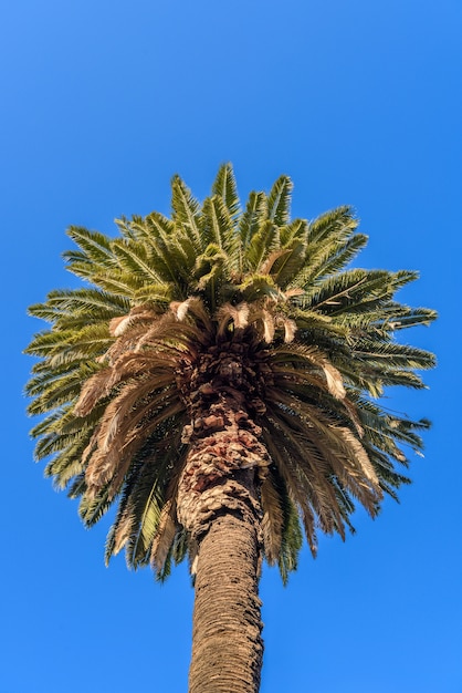 Foto grátis plam no fundo do céu azul