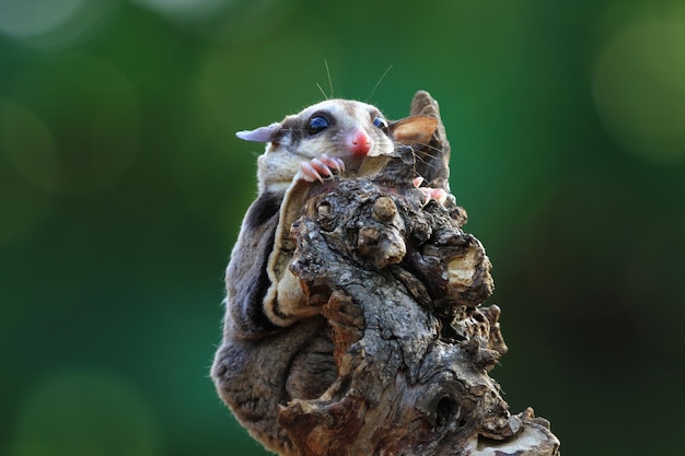 Foto grátis planador de açúcar de rosto bonito em planador de açúcar de madeira closeup planador de açúcar subindo em madeira