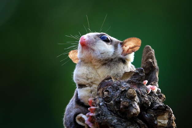 Planador de açúcar de rosto bonito na madeira