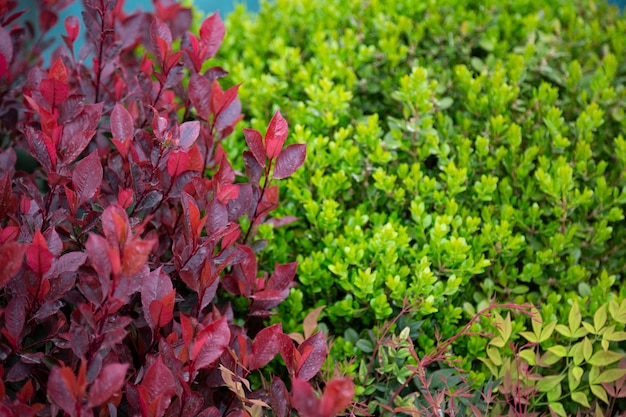 Plano de fundo de um arbusto de buxo com flores verdes e folhas redondas closeup planta de jardim arbusto Foto Premium