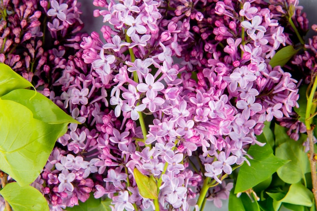 Plano de fundo de um buquê de belas flores lilás vista superior
